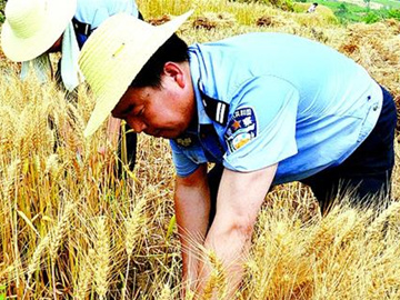 房縣民警助農割麥