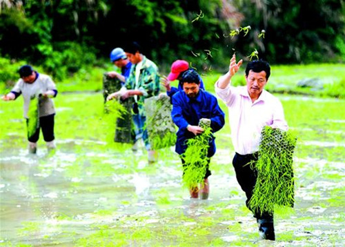 咸寧鎮(zhèn)村干部幫助村民早稻拋秧