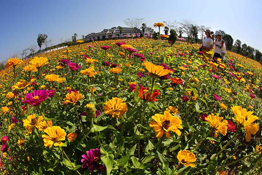 游客徜徉在花海中