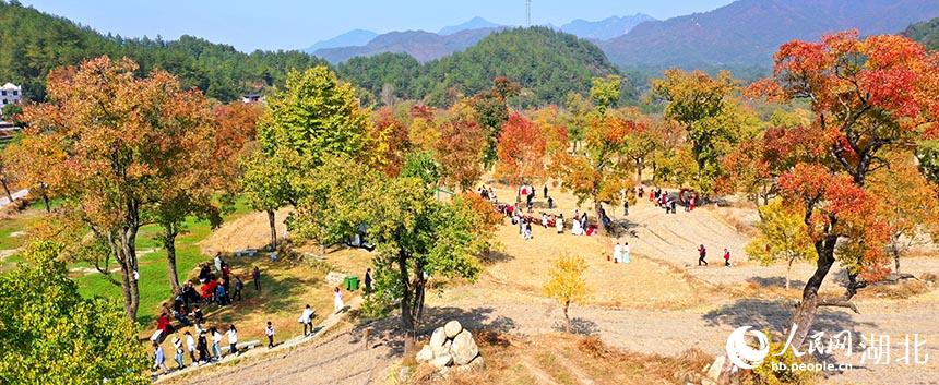 湖北羅田:紅葉展露絕美秋韻【3】
