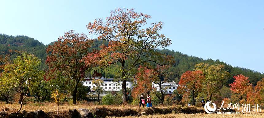 湖北羅田:紅葉展露絕美秋韻【4】