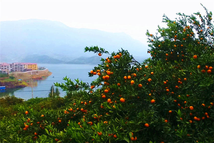 柑橘園里到處是豐收的景象。徐劍攝