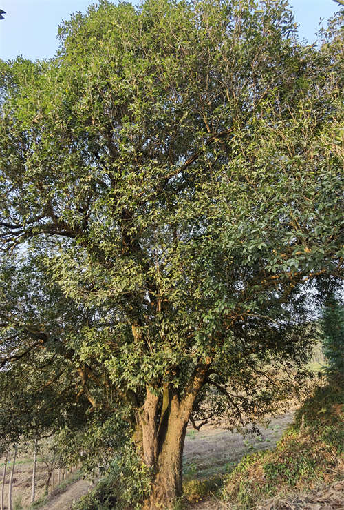 湖北崇陽發(fā)現(xiàn)一處野生古桂群落 最大一棵樹齡超560年【6】