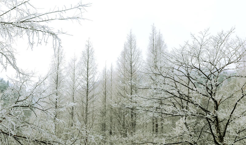 湖北隨州大洪山:漫山霧凇 分外妖嬈