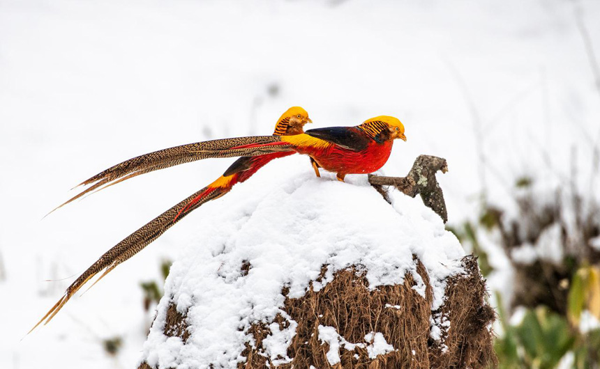 湖北建始:紅腹錦雞雪地飛舞 宛如畫(huà)中鳳凰
