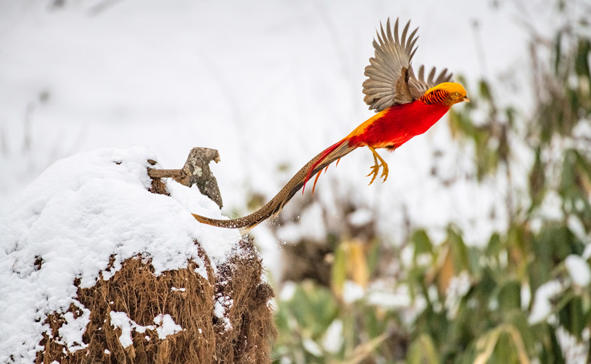 湖北建始:紅腹錦雞雪地飛舞 宛如畫中鳳凰【2】