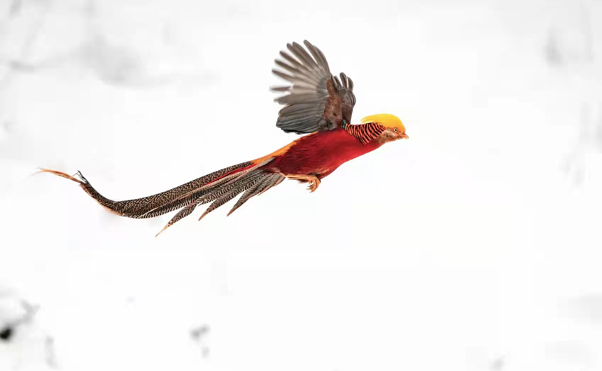 湖北建始:紅腹錦雞雪地飛舞 宛如畫中鳳凰【6】