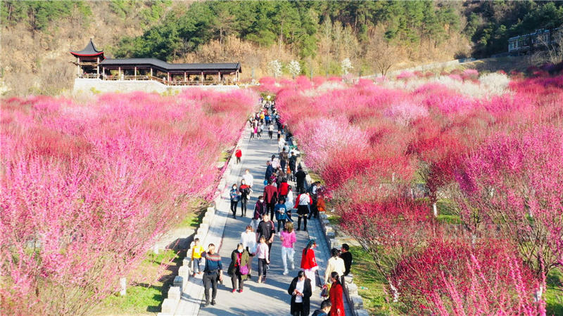 湖北十堰茅箭區(qū)：“賞花經(jīng)濟(jì)”帶熱鄉(xiāng)村旅游