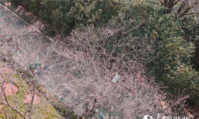 武漢大學(xué)校園內(nèi)部分櫻花已經(jīng)悄然綻放。人民網(wǎng) 金雨蒙攝