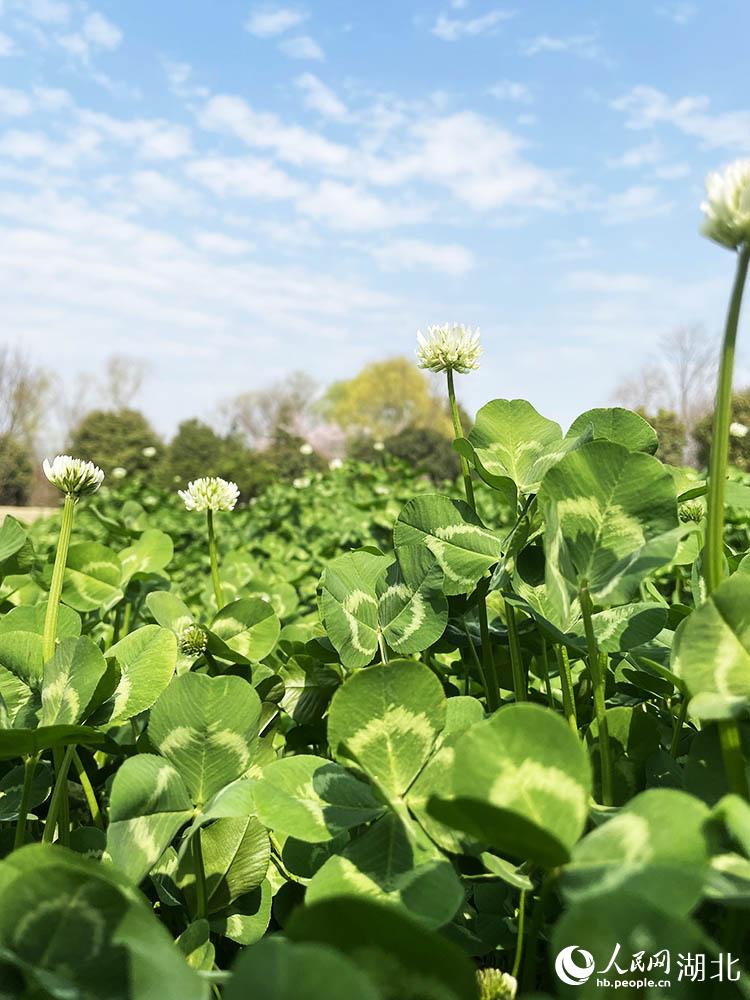 \(yn)Ҹ~W(wng) P(gun)ϲGz