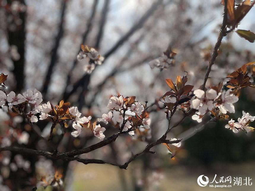 t~_W(wng) P(gun)ϲGz