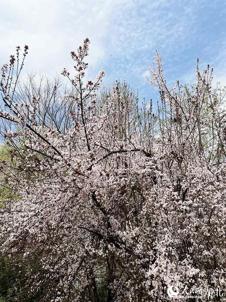 _MW(wng) P(gun)ϲGz