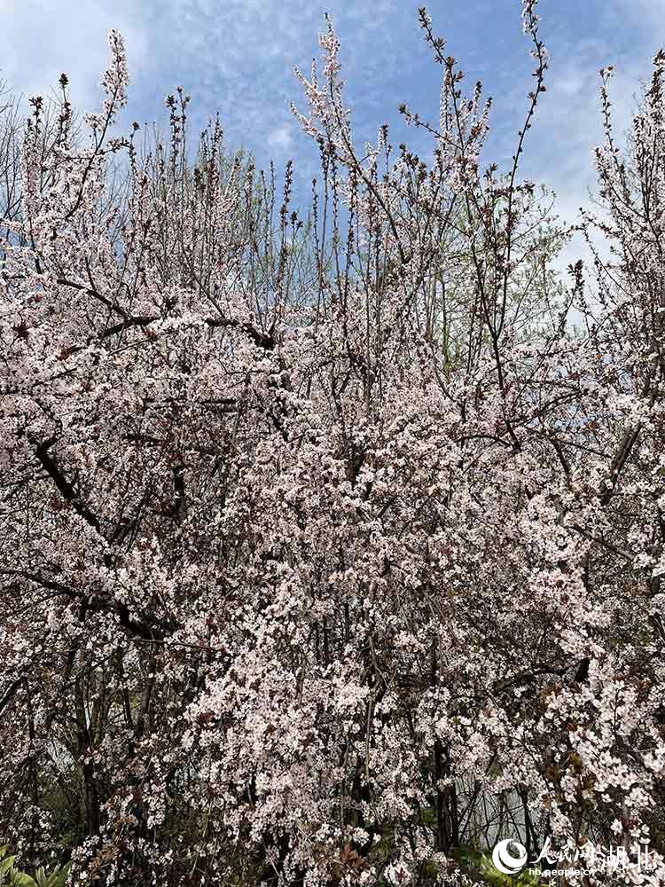 _ϲW(wng) P(gun)ϲGz