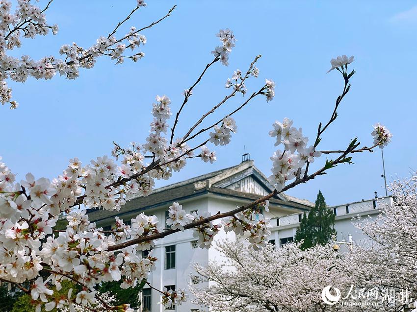 武漢大學(xué)櫻花綻放 開放網(wǎng)絡(luò)“云賞櫻”通道