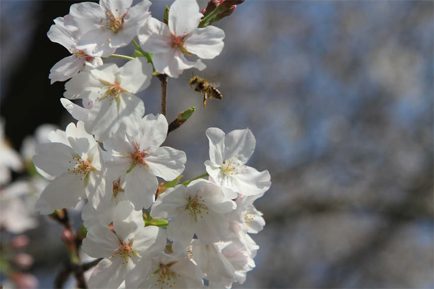 武漢東湖之櫻與你相約英雄之城【7】