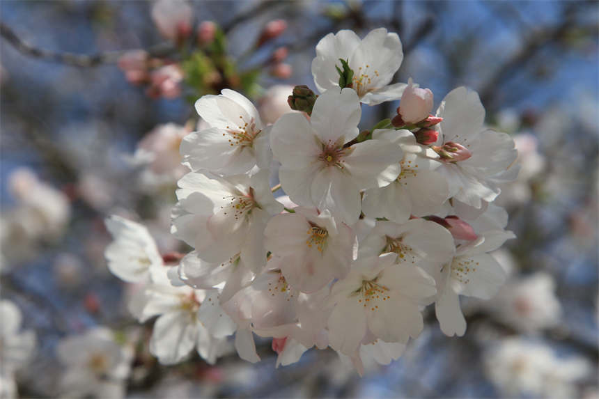 武漢東湖之櫻與你相約英雄之城【9】
