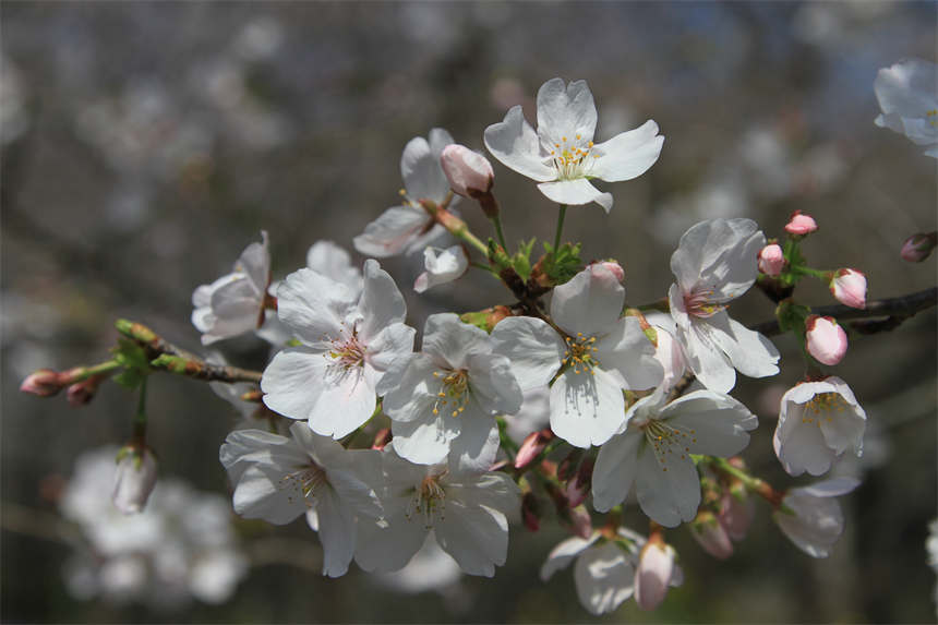 武漢東湖之櫻與你相約英雄之城【8】