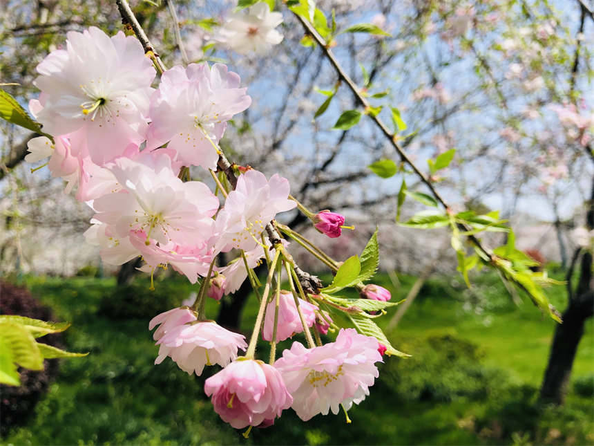 武漢東湖之櫻與你相約英雄之城【11】