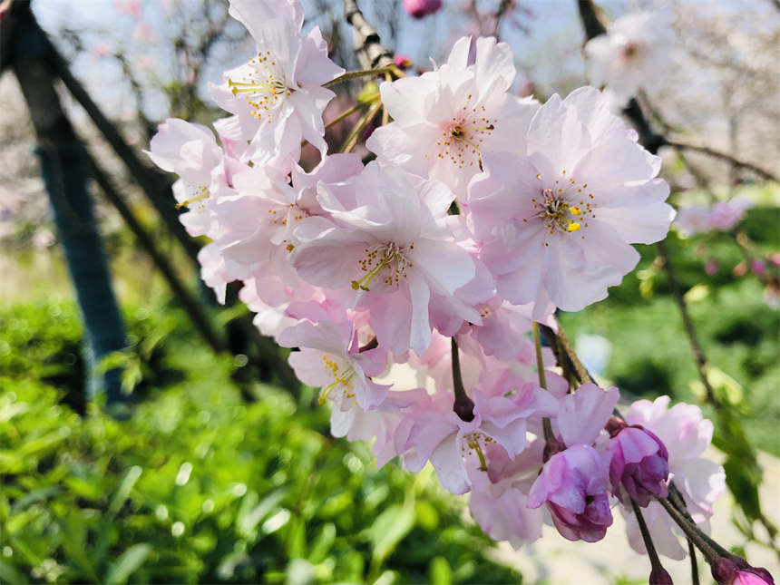 武漢東湖之櫻與你相約英雄之城【10】