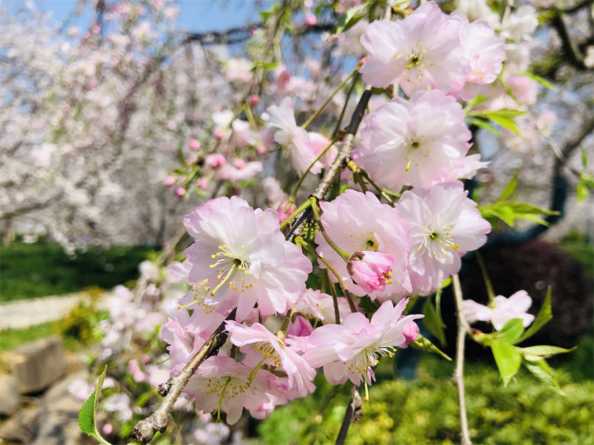 武漢東湖之櫻與你相約英雄之城【12】