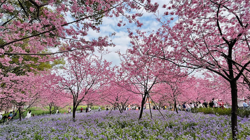 武漢東湖之櫻與你相約英雄之城【14】