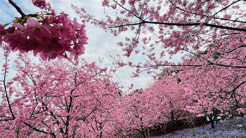 武漢東湖之櫻與你相約英雄之城【13】