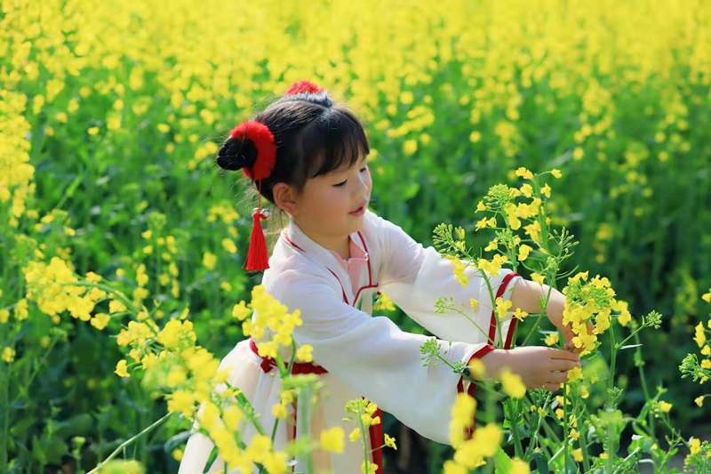 市民前往浠水欣賞千畝油菜花田