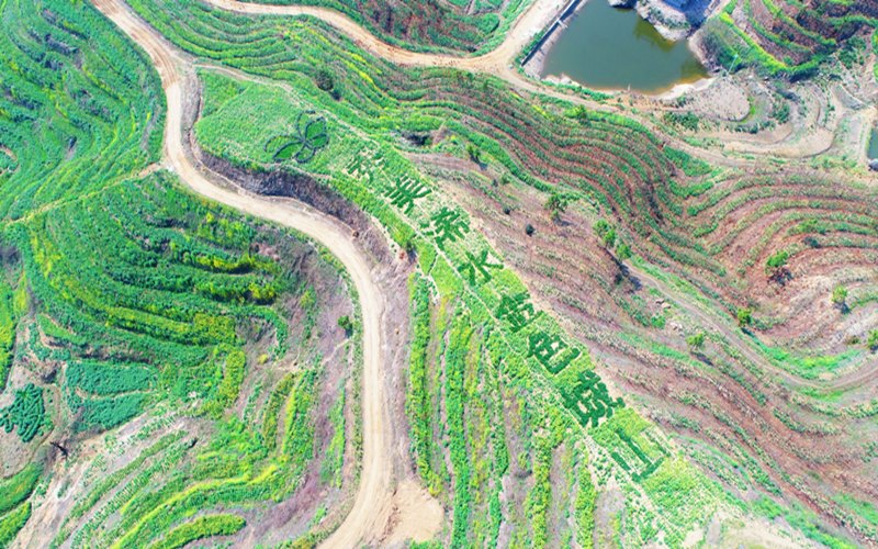 湖北浠水縣巴河鎮(zhèn)城山的油菜花田