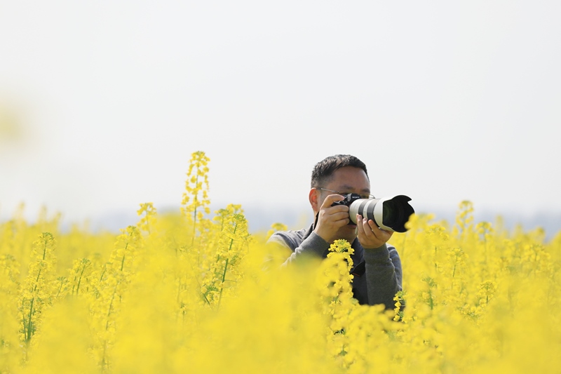 攝影愛好者浠水拍油菜花
