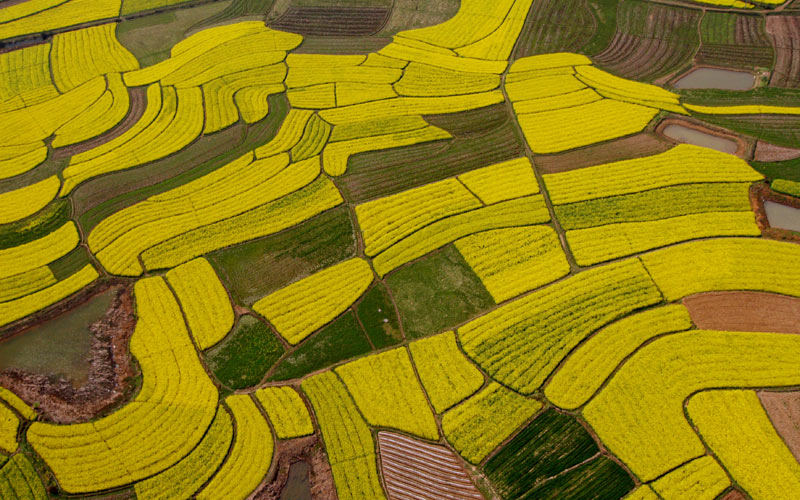 油菜花海。湖北省文旅廳供圖