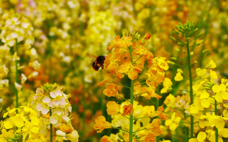 絢爛奪目的彩色油菜花
