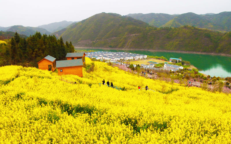 金燦燦的油菜花海