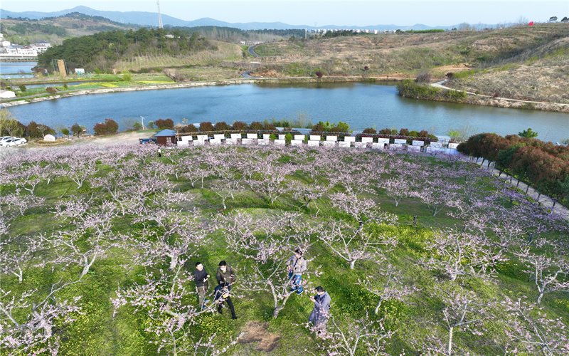 湖北省襄陽(yáng)市襄城區(qū)：千畝荒山變桃園