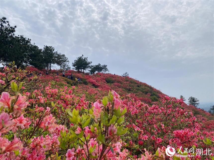 最美人間四月天 漫山杜鵑花正紅【2】