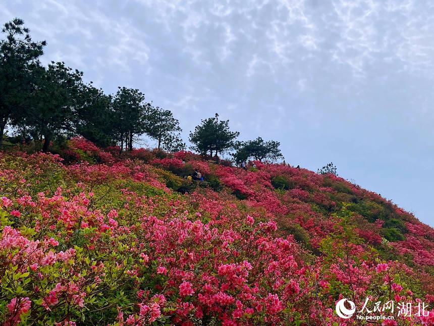最美人間四月天 漫山杜鵑花正紅【5】