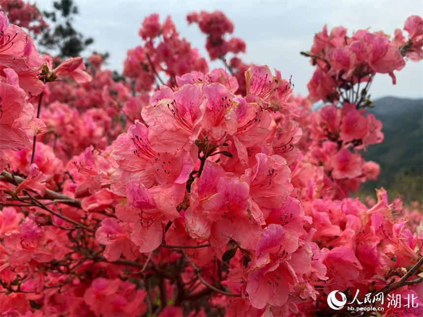 最美人間四月天 漫山杜鵑花正紅【4】