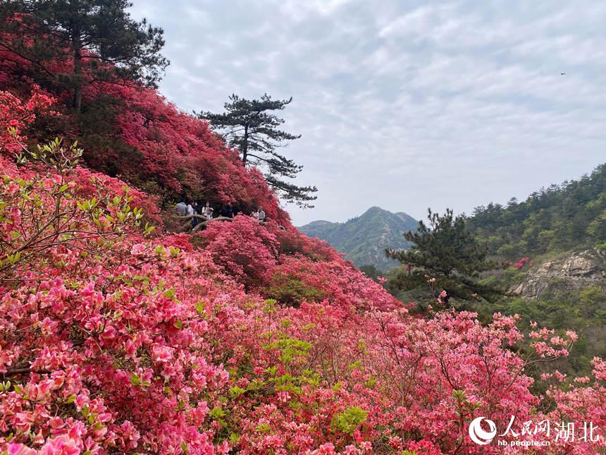最美人間四月天 漫山杜鵑花正紅【7】