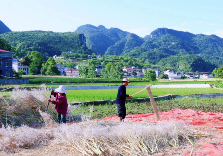 喜獲豐收!湖北建始10萬畝油菜進入收割季【3】