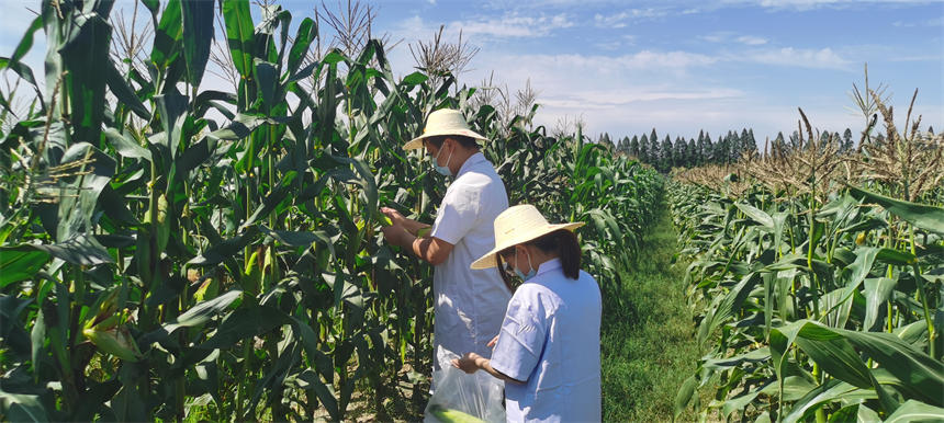 hh6f׫@S әzyʳƷȫ3