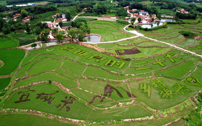 湖北省宜城市流水鎮(zhèn)楊棚村航拍的稻田畫(huà)。