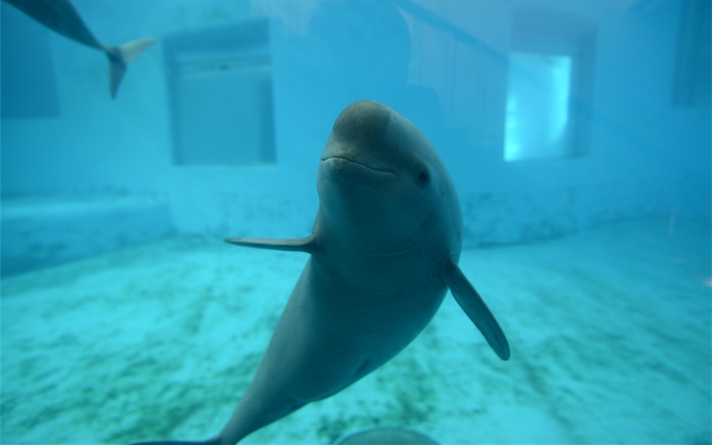 江豚媽媽福久在武漢白鱀豚館。武漢白鱀豚保護(hù)基金會供圖