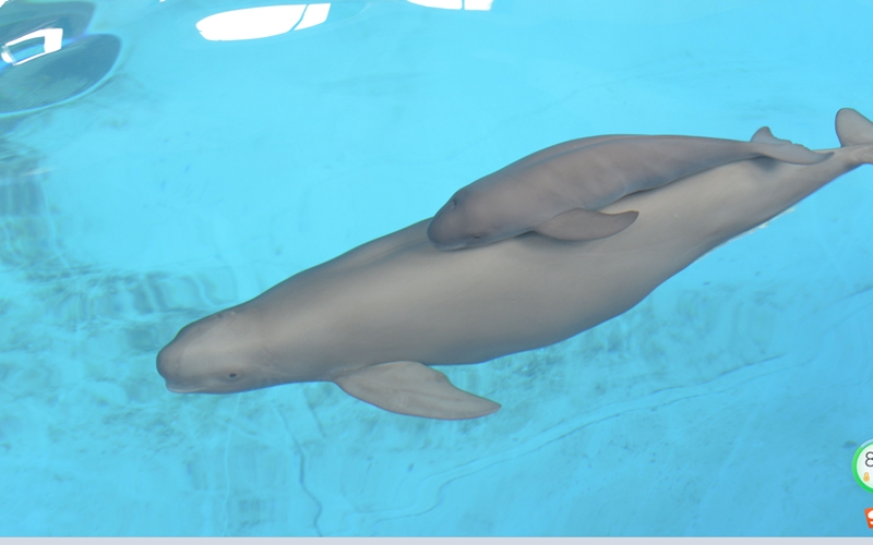 江豚媽媽和寶寶在一起（資料圖片）。武漢白鱀豚保護(hù)基金會供圖