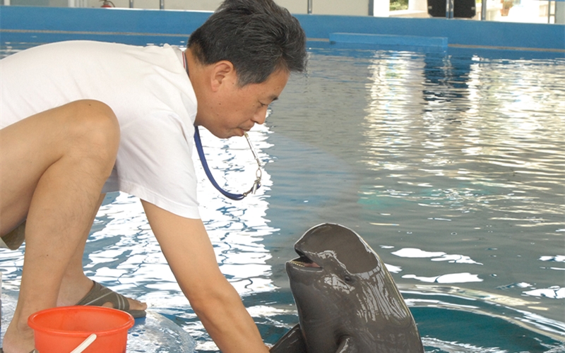飼養(yǎng)員和江豚玩耍。武漢白鱀豚保護(hù)基金會供圖