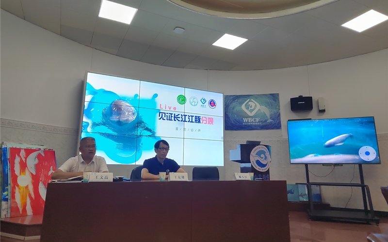 新聞發(fā)布會上展示福久和小久久的畫面。萬晶攝