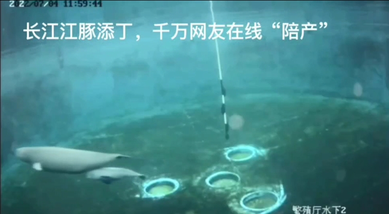 福久和小久久在歡快的游動。（監(jiān)控截圖）