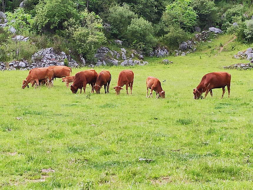 當(dāng)?shù)卣龑?dǎo)村民發(fā)展養(yǎng)牛產(chǎn)業(yè)。