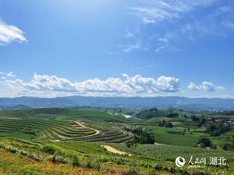 在山上放眼望去，農(nóng)作物茂密生長(zhǎng)，沒(méi)有一處閑置農(nóng)田。人民網(wǎng) 周恬攝
