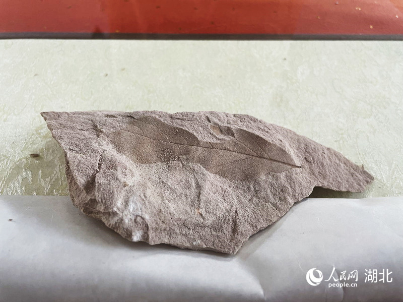 寬葉木蘭化石。人民網(wǎng) 周恬攝