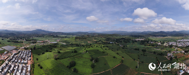 景谷縣民樂(lè)鎮(zhèn)白茶基地航拍。人民網(wǎng) 記者李發(fā)興攝