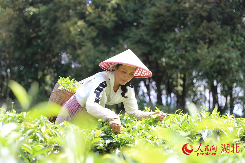 民樂(lè)鎮(zhèn)大村村秧塔村民小組村民正在采茶。人民網(wǎng) 記者李發(fā)興攝